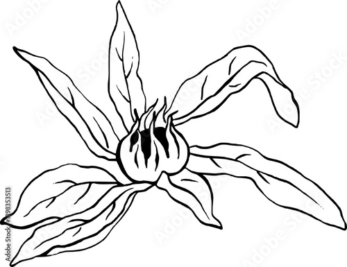 Mispel mit Blättern Strichzeichnung