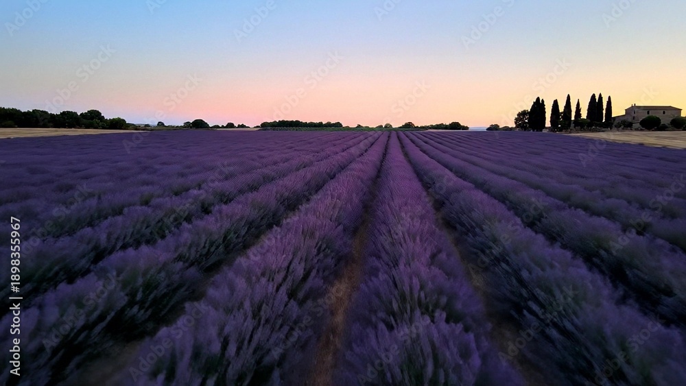 Fototapeta premium Lavender field at sunset with long purple rows, rural Provence landscape for travel and agriculture themes, calm summer evening mood for wellness and relaxation