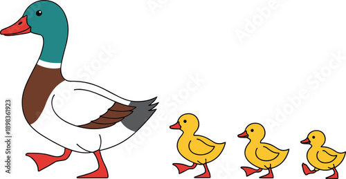 A mother duck with a green head walks with three yellow ducklings in a line Keywords: duck, mallard, ducklings, chicks, baby