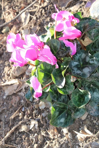 pink flowers in the garden