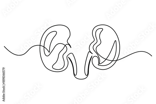 Continuous line drawing of human kidneys for medical design