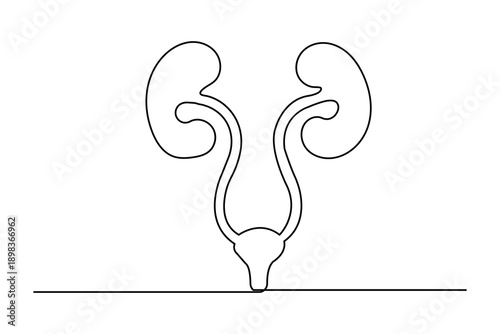 Single line drawing of the human urinary system with kidneys and bladder