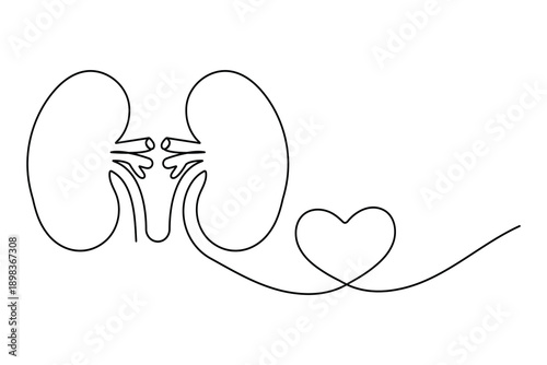 Single line drawing of human kidneys with heart symbol for health and love