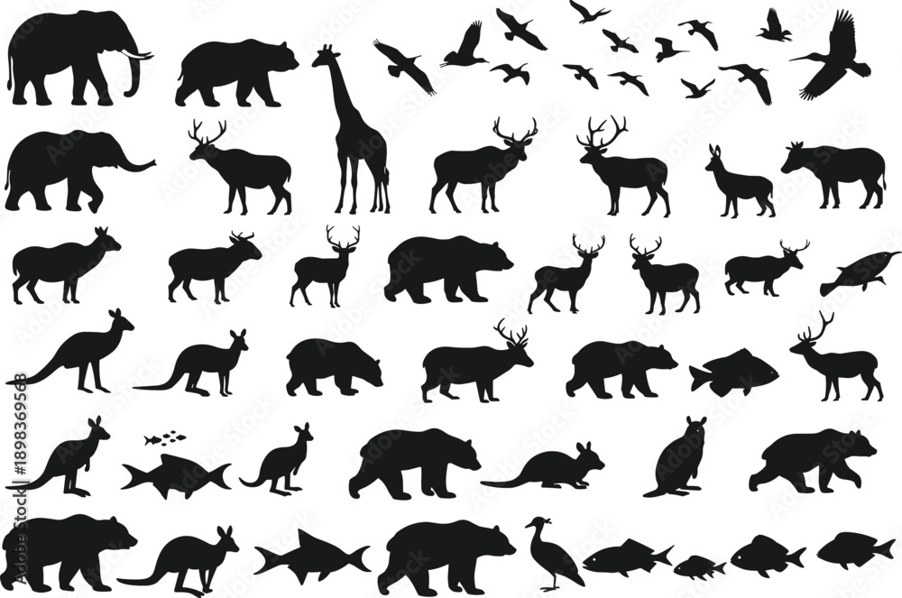 Fototapeta Silhouette animal collection with mammals, birds, reptiles, amphibians, fish, wi