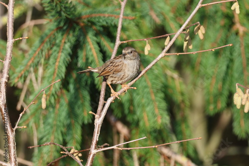 the hedge sparrow (Prunella modularis) often referred to as the dunnock