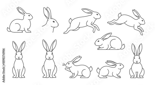 Collection of Rabbits in Various Poses.