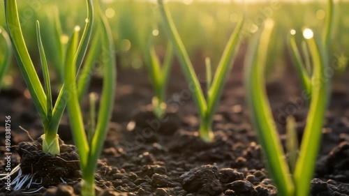 Fresh Green Onion Shoots Sprouting in a Sunlit Garden Field.