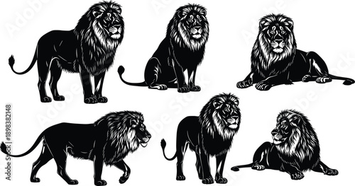 Collection of black lion silhouettes and detailed male lion illustrations featuring various poses like sitting walking and lying isolated on white background