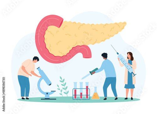 Diagnosis and treatment of pancreatic diseases, medical analysis. Tiny people with microscope study large anatomy diagram of human pancreas, health of endocrine gland cartoon vector illustration