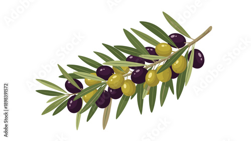 Branch of an olive tree with a mix of green and dark purple olives and slender leaves shown on a clean white background for Mediterranean.