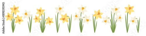 Set of beautiful spring flowers. White and yellow daffodils. Perfect for poster, card, print, spring holiday, Easter, Mother's day. Vector flat illustration.