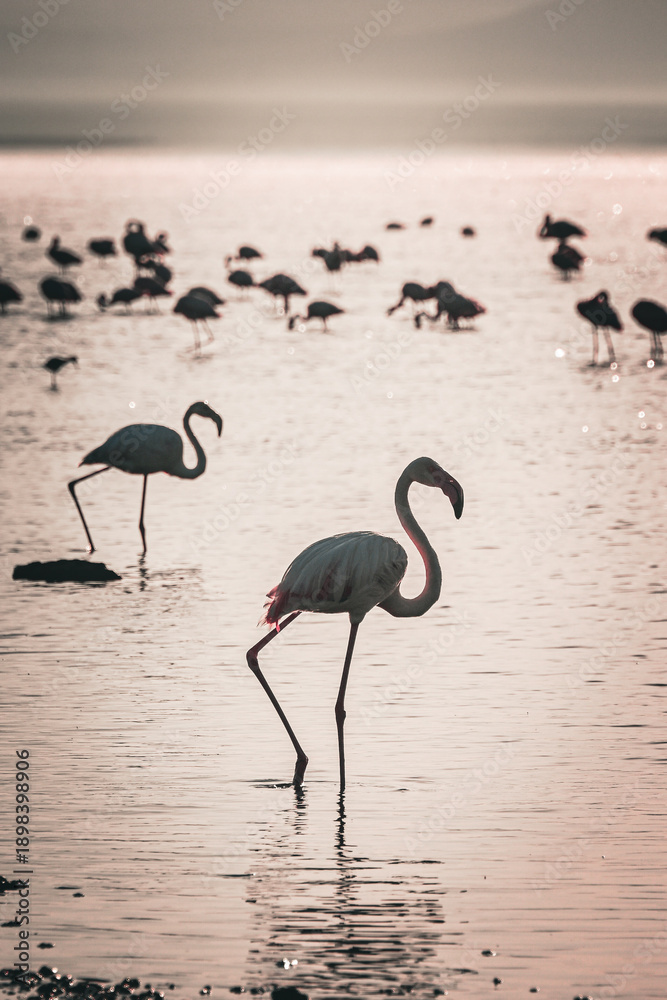 Obraz premium Flamingos in Shallow Wetland Water 
