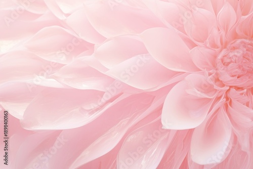 Macro of flower texture dahlia petal plant.