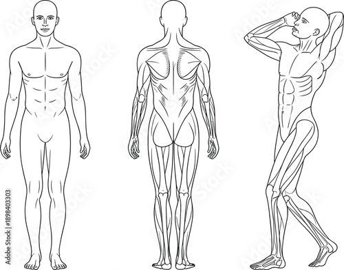 Human anatomy male anterior posterior and side views muscle diagram Keywords: human anatomy, male, anterior view, posterior view