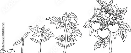 Coloring page with life cycle of tomato plant development from seed and sprout to fruiting plant. Growth stages of tomato plant isolated on white background