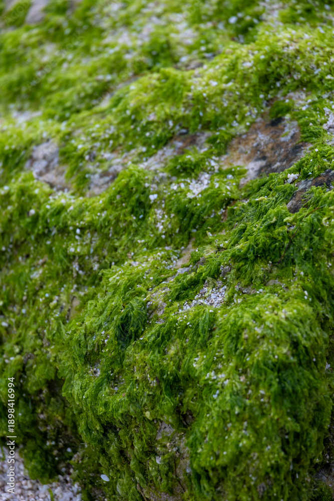 Obraz premium A close-up view of vibrant green seaweed clinging to a rugged rock surface, capturing the intricate textures of marine life along the shores of Panglao Island, Bohol, Philippines — a study in natural 