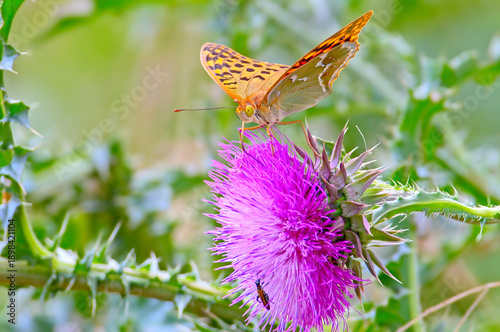 A close-up shot of a silver-washed fritillary butterfly (Argynnis paphia) perched on a flower