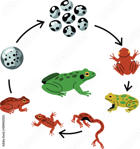 Educational Illustration Showing the Life Cycle of a Frog Featuring Spawn, Tadpoles, and Metamorphosis Stages in a Clear Biology Diagram Set