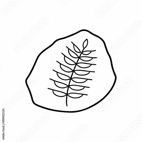 Fossil Leaf Vector