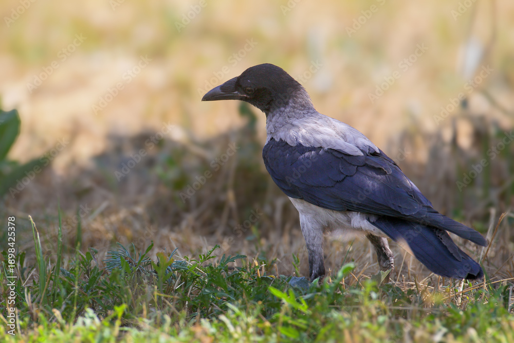 Obraz premium A young hooded crow (Corvus corone cornix) sits on the ground foraging for food. Close-up detailed photo.