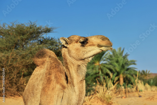 A camel of the oasis close of medieval old city Ouadane, Mauritania