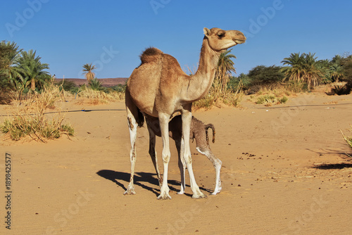 A camel of the oasis close of medieval old city Ouadane, Mauritania