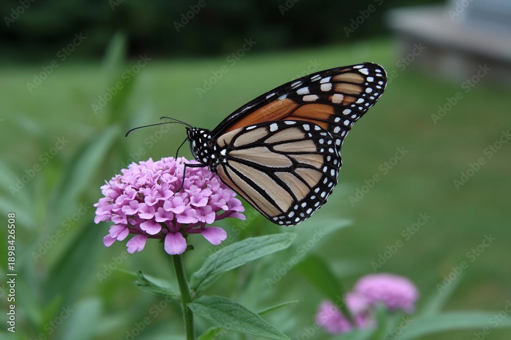 Fototapeta premium Butterfly sits on a pink flower in the garden