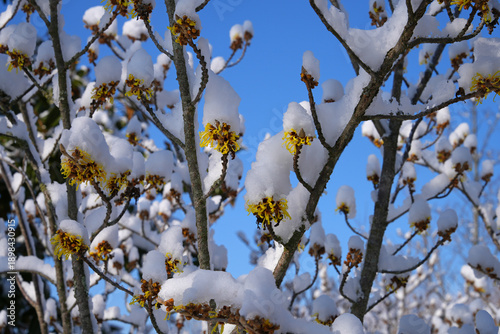 Hamamelis witch hazel tree covered with snow in winter