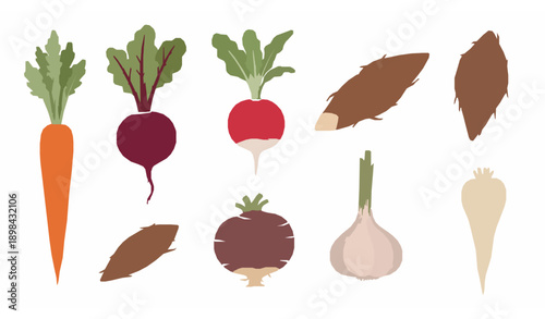 Hand drawn ripe root vegetables vector collection for organic food and farm design