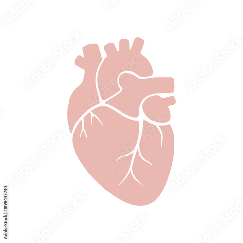 women, health, illustration, vector, healthcare, medical, feminine, wellness, design, flat, minimal, icon, care, female, symbol, abstract, clinic, pregnancy, body, simple, lifestyle, pink,