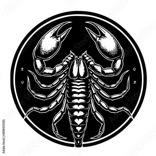 Vector illustration of a scorpion , silhouette of a scorpion 