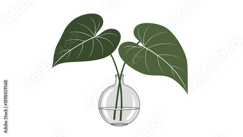 two large heart shaped green leaves placed in a clear round glass vase partially filled with water against a simple and clean white background.