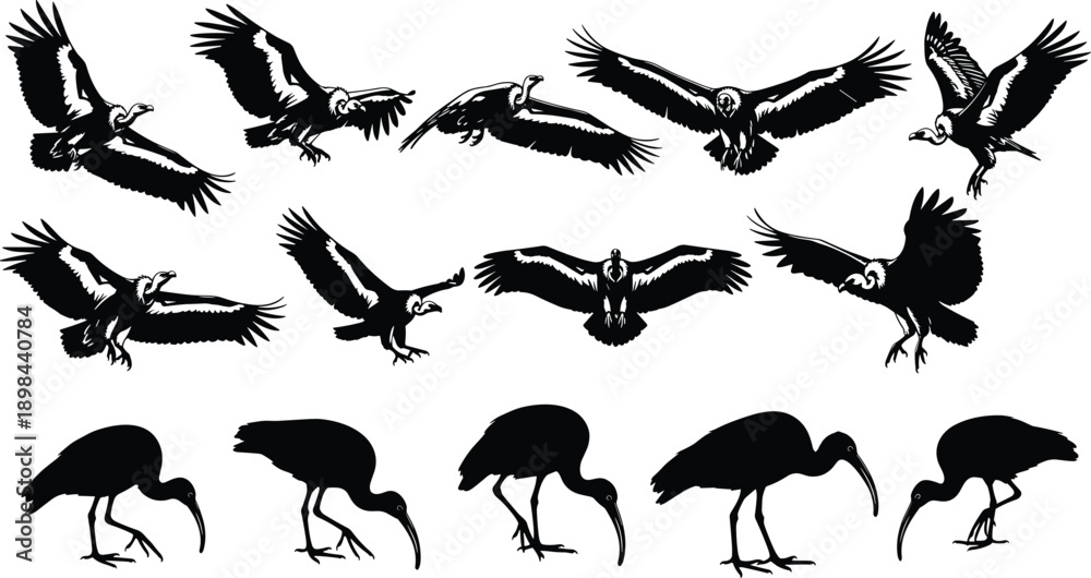 Fototapeta premium Flying bird silhouettes set featuring ibis crow raven and vulture poses isolated on white background illustration vector design