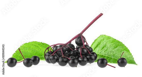 Ripe black elderberry or European elder with green leaves isolated on a white background. Sambucus plant.