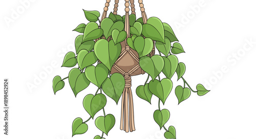 Cozy hanging heart-shaped leaves plant in a stylish macrame hanger