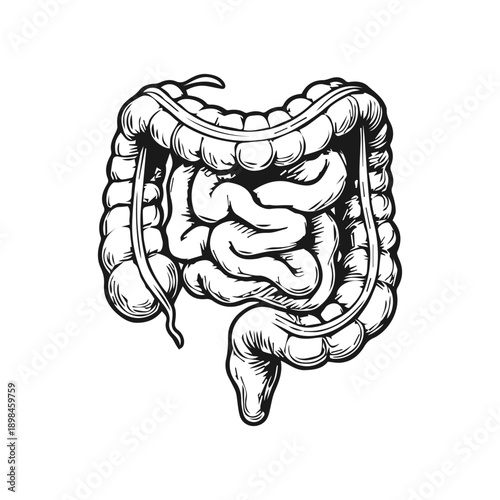 Human digestive system with colon and small intestine anatomy