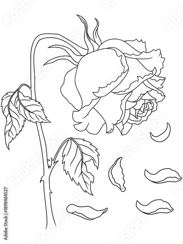 Photos Black and white outline of a wilting rose with falling petals