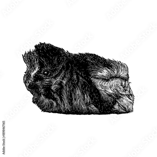Hand drawn Peruvian guinea pig vector illustration in detailed vintage engraving style. Black and white line art of a long-haired guinea pig, isolated on black background.