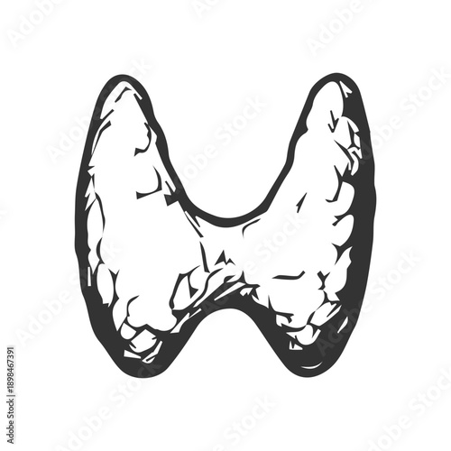 Human thyroid gland anatomy medical line art