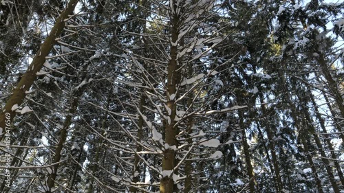 Strong and beautiful blizzard in the forest. Spruce trees covered with fresh snow.