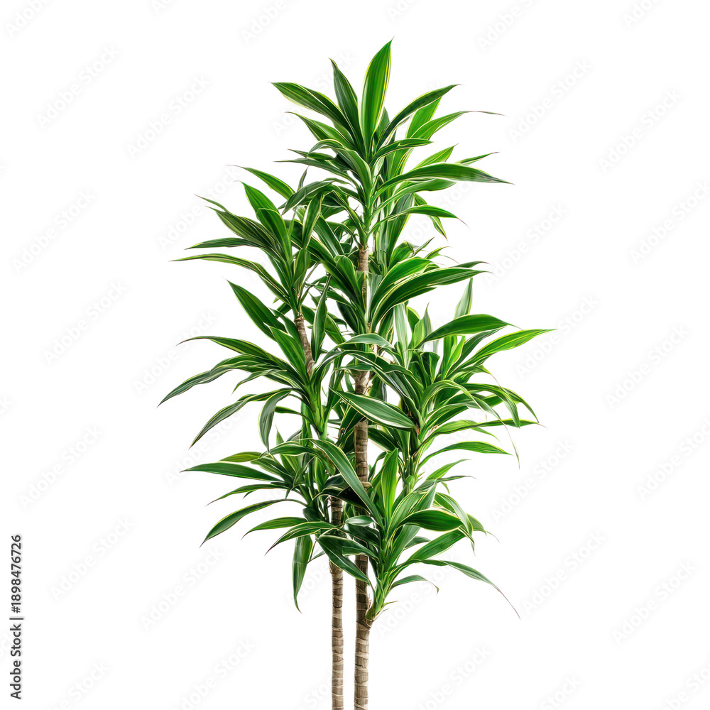 Fototapeta premium A green plant with variegated leaves on a white background.