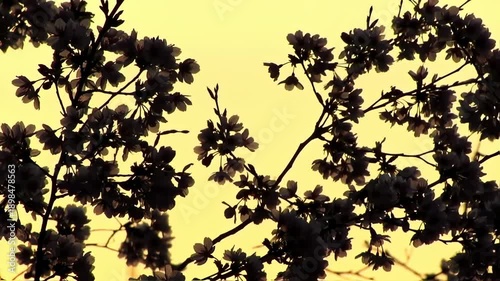 Silhouetted cherry blossom branches frame a vibrant yellow sky, showcasing delicate flowers