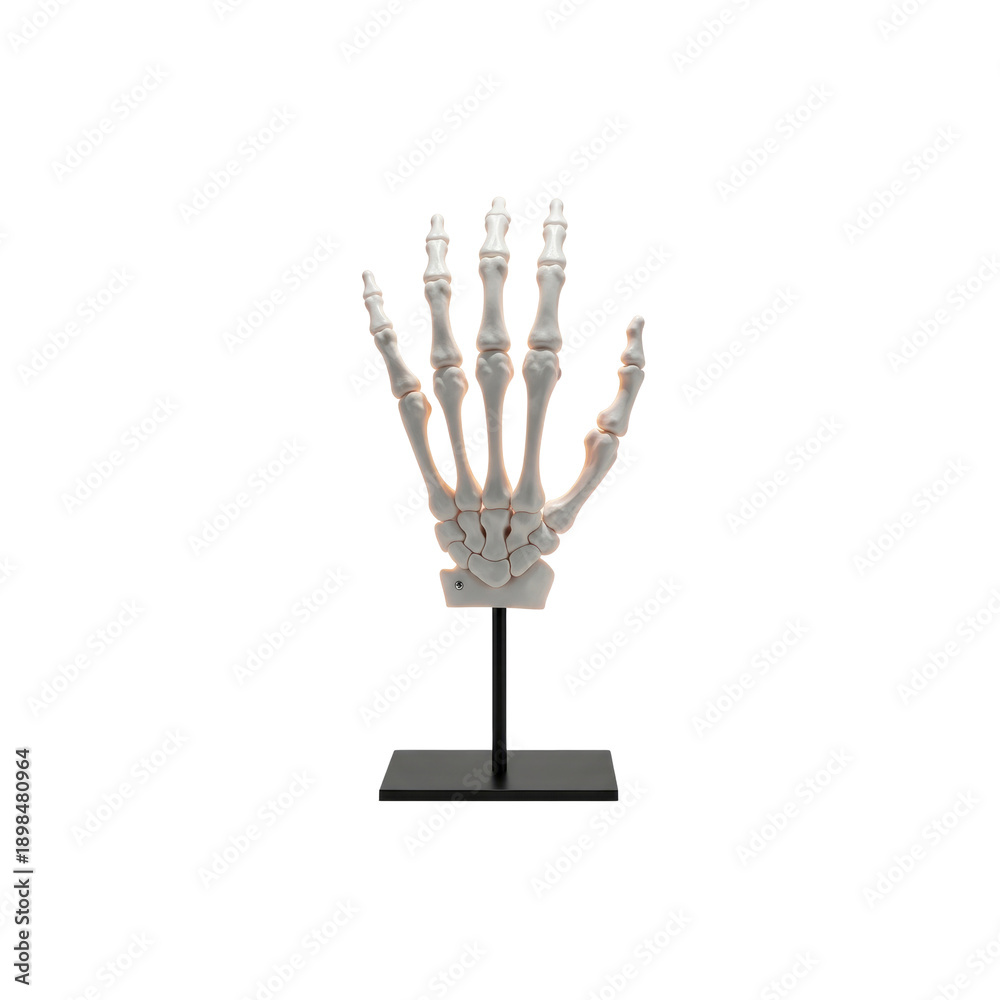 Fototapeta premium Anatomical model of a human hand skeleton on stand