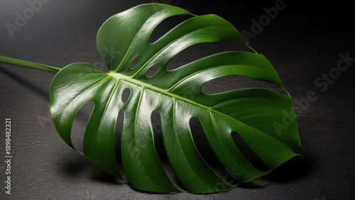 tropical leaf with holes, Monstera Deliciosa 