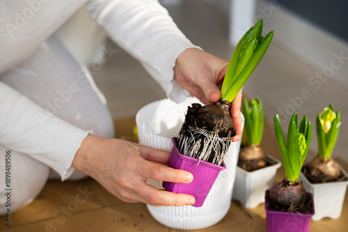 Female hands take hyacinth from container showing good root system and plant it in flower pot indoors. Plant care products, plant nutrition, sustainable gardening. Spring home gardening. Earth Day.