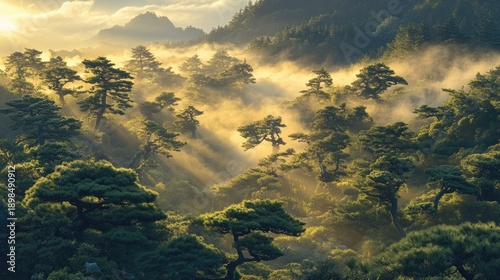 Serene Mountain Landscape with Misty Pine Trees Bathed in Golden Sunrise Light