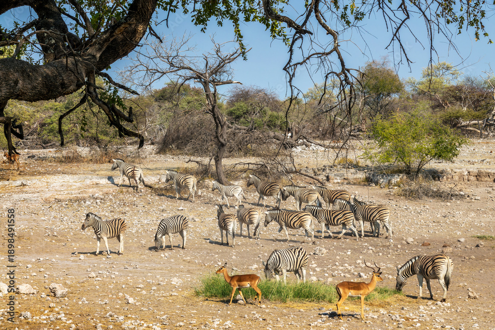 Fototapeta premium Herd of mountain zebras and impalas antelopes , wildlife safari and game drive in Namibia, Africa