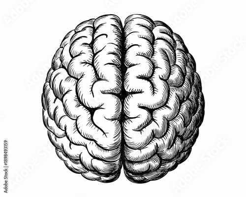 Vintage Brain Sketch