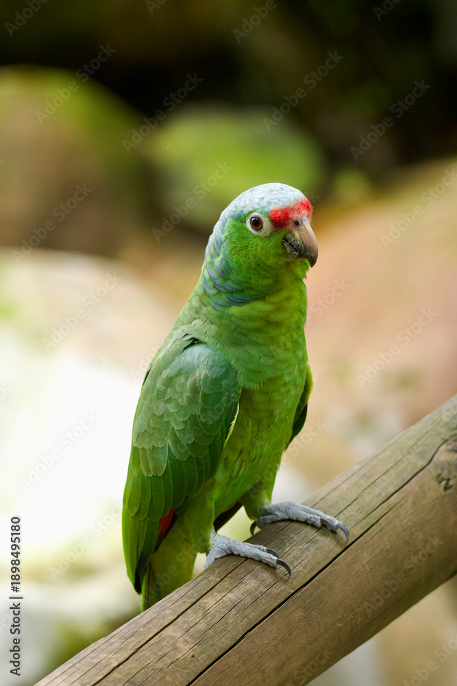 Obraz premium Red-crowned amazon perched on a wood sitck.