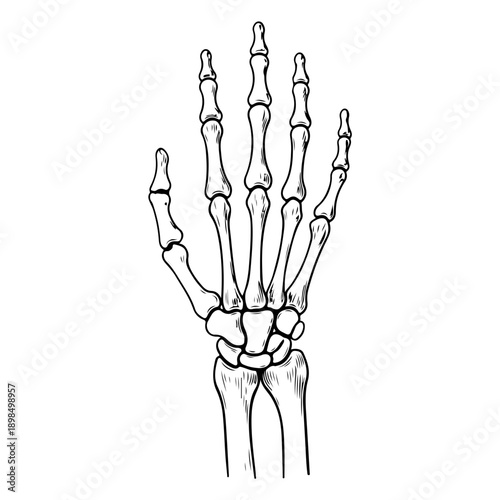 Human Skeleton Hand Vector Illustration - Spooky Halloween Bone Gesture for Rock Music, Anatomy, and Horror Design.